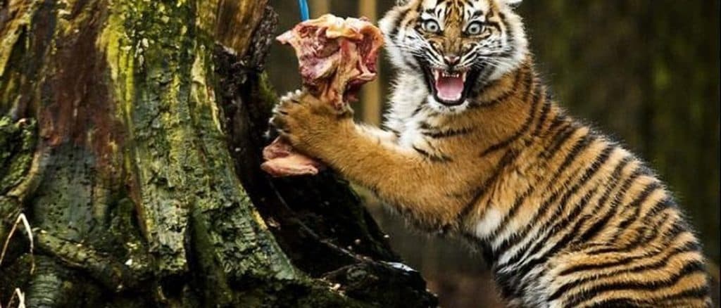 Het Carnivorendieet